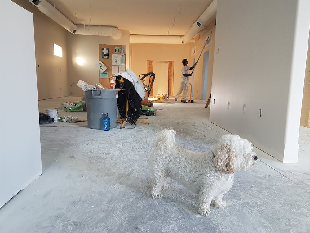 Close-up photography of a white poodle, symbolizing the importance of attention to detail in home renovations